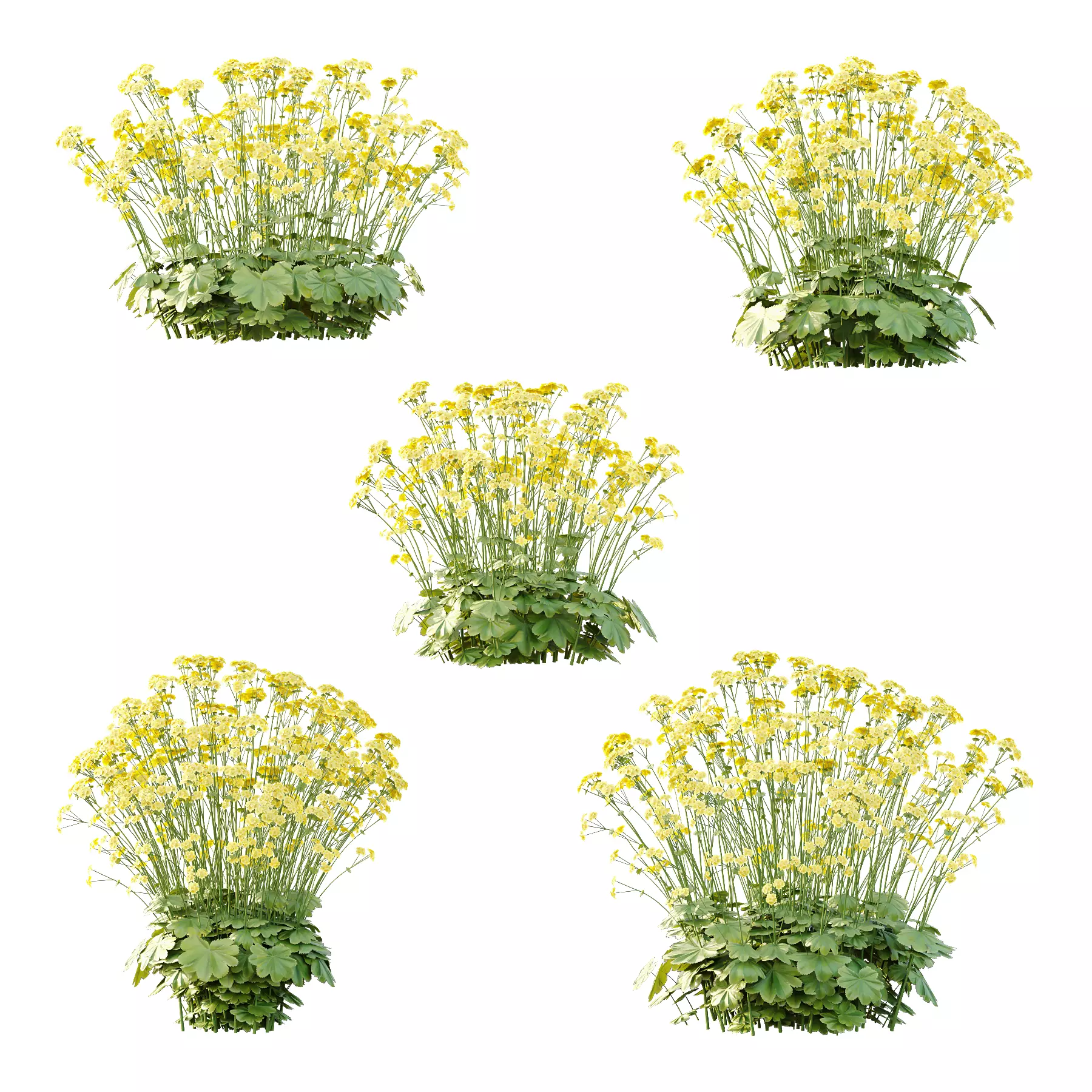 Alchemilla mollis flower Plant 02 3D model_0