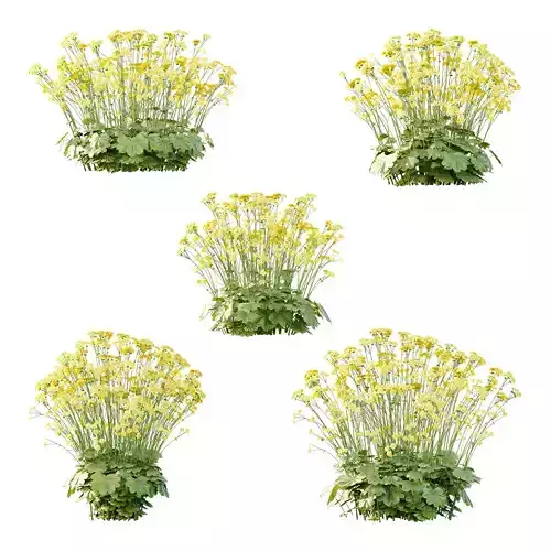 Alchemilla mollis flower Plant 02 3D model