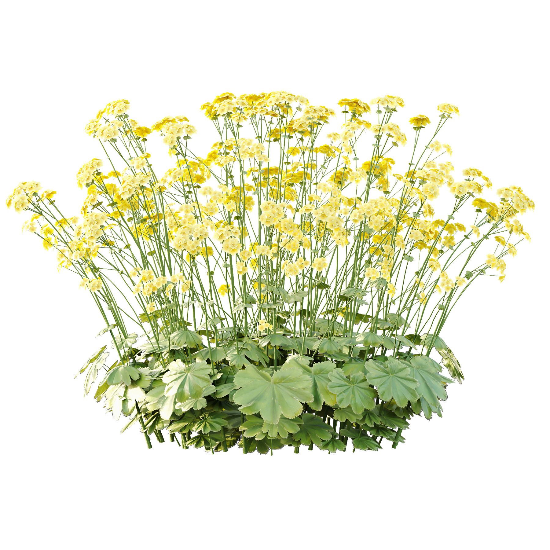 Alchemilla mollis flower Plant 02 3D model_2