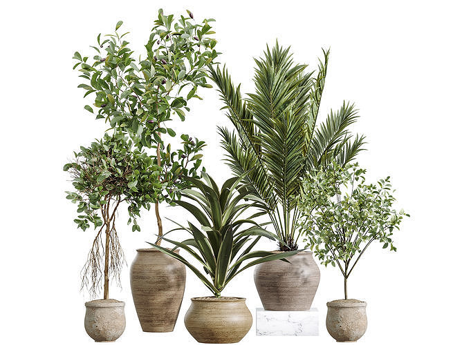 AV Indoor Plants Set 258 Olive Eucalyptus Palm Dracaena Briful 3D model