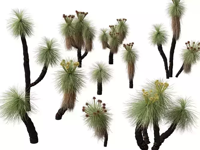 Highpoly - Low Poly - Kingia australis - bullanock