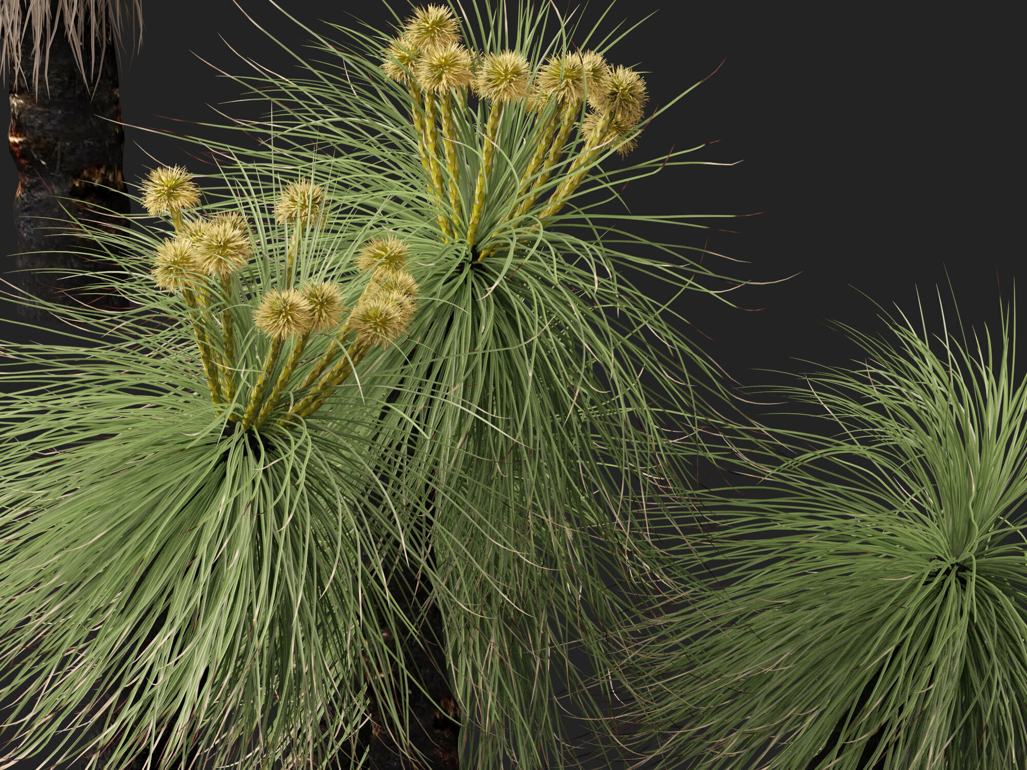 Highpoly - Low Poly - Kingia australis - bullanock Low-poly 3D model_4