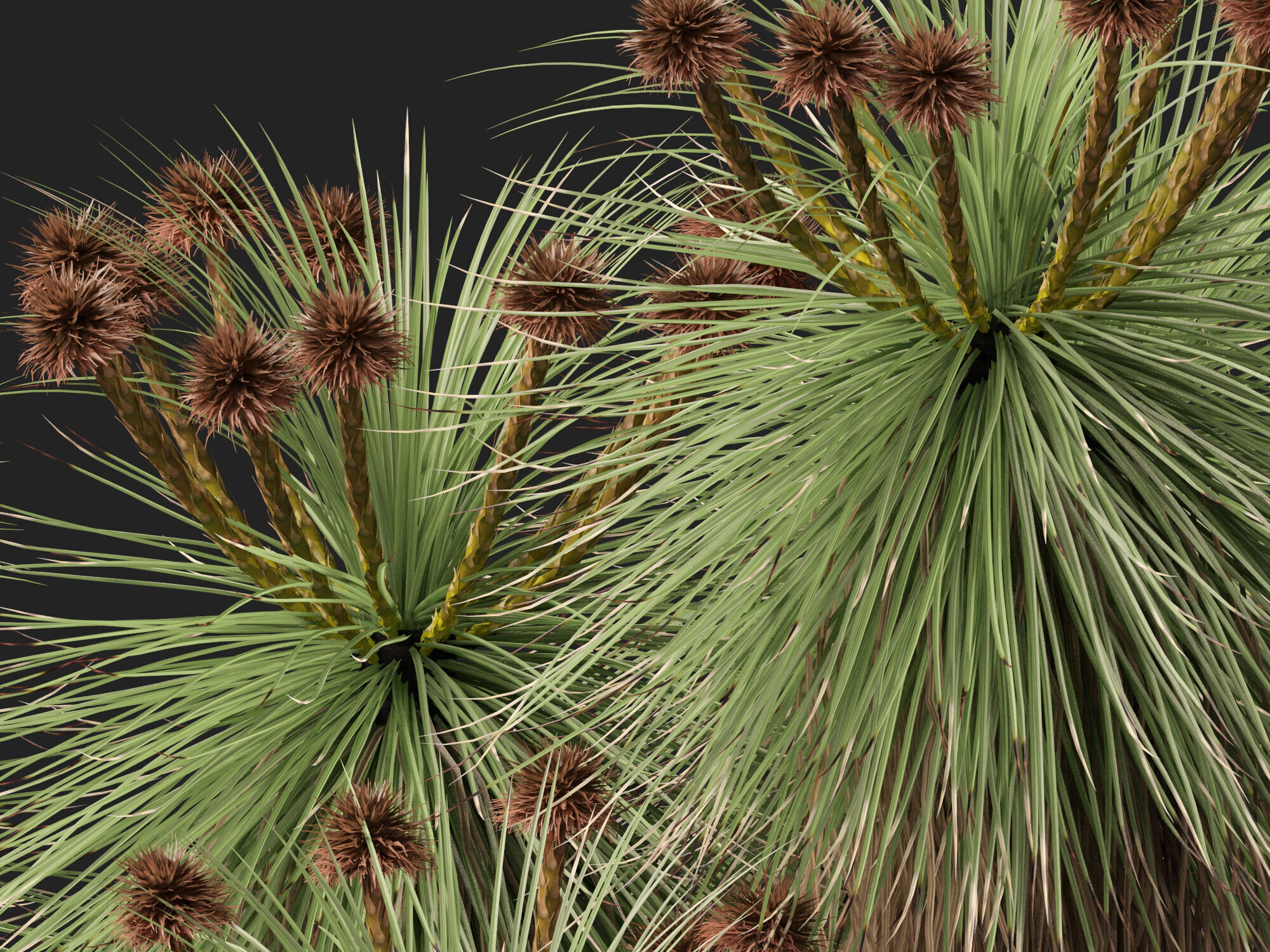 Highpoly - Low Poly - Kingia australis - bullanock Low-poly 3D model_6