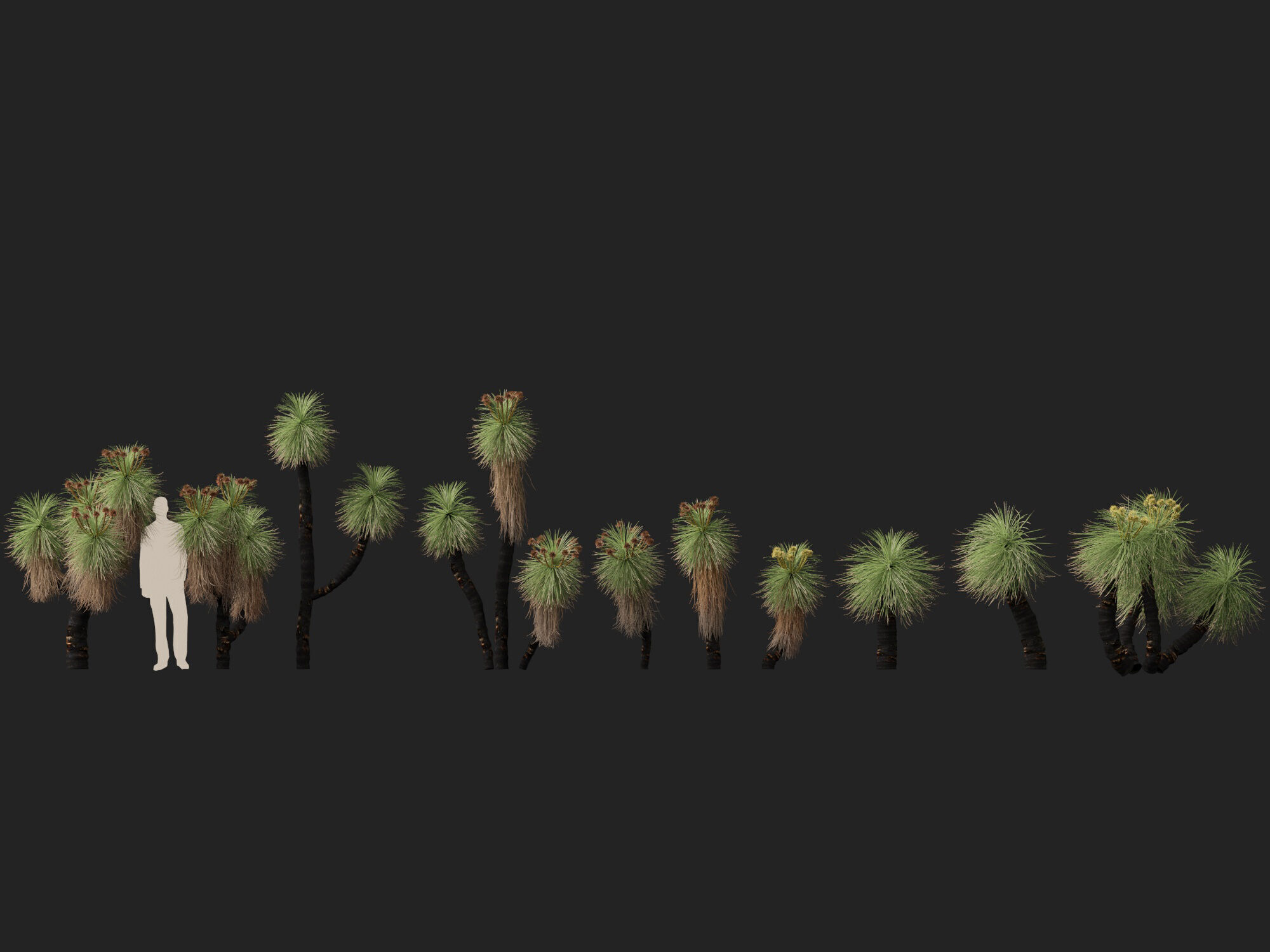 Highpoly - Low Poly - Kingia australis - bullanock Low-poly 3D model_7