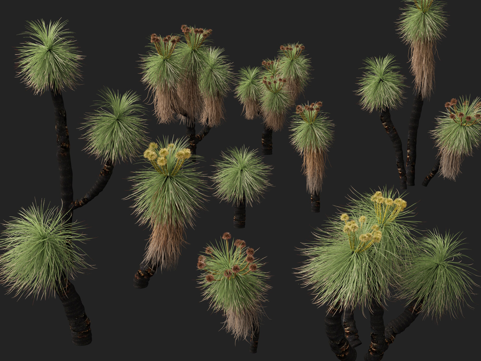 Highpoly - Low Poly - Kingia australis - bullanock Low-poly 3D model_2