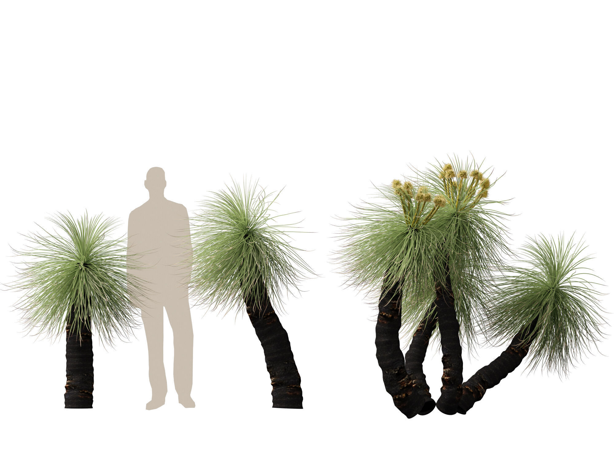 Highpoly - Low Poly - Kingia australis - bullanock Low-poly 3D model_12