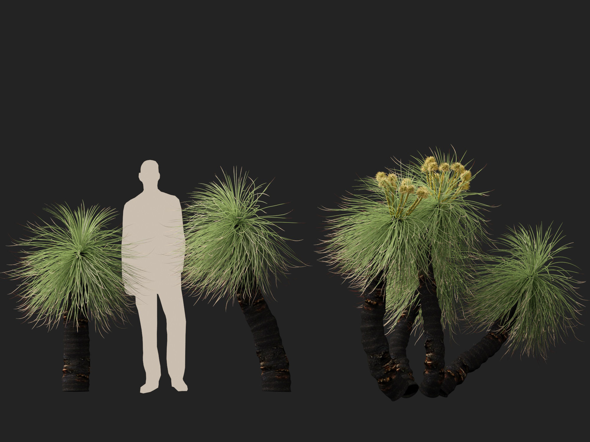 Highpoly - Low Poly - Kingia australis - bullanock Low-poly 3D model_13