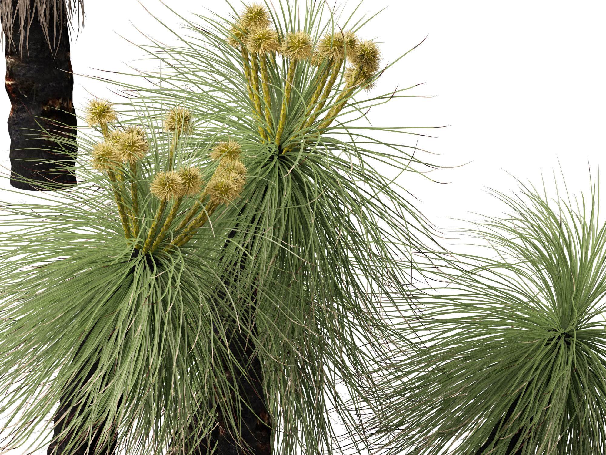 Highpoly - Low Poly - Kingia australis - bullanock Low-poly 3D model_3