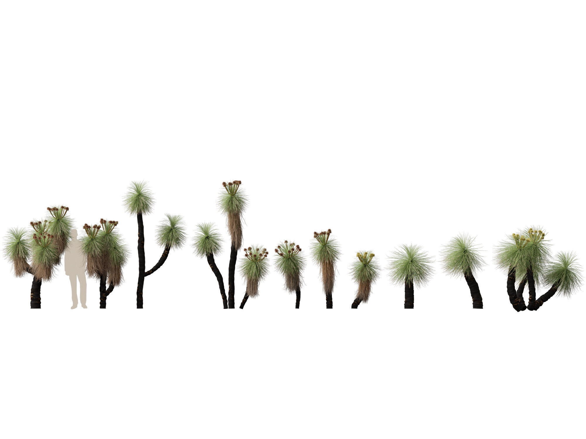 Highpoly - Low Poly - Kingia australis - bullanock Low-poly 3D model_1