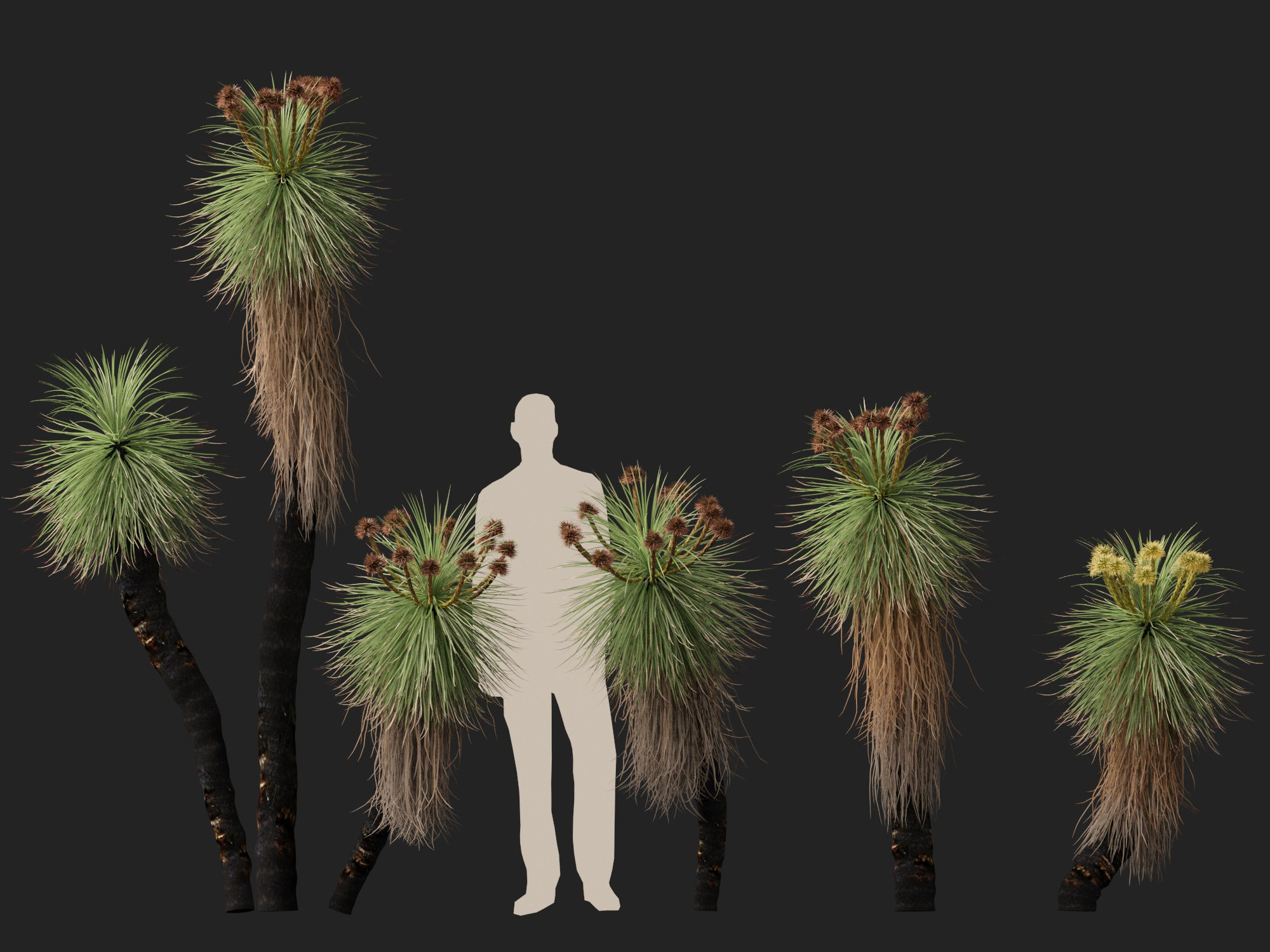 Highpoly - Low Poly - Kingia australis - bullanock Low-poly 3D model_11