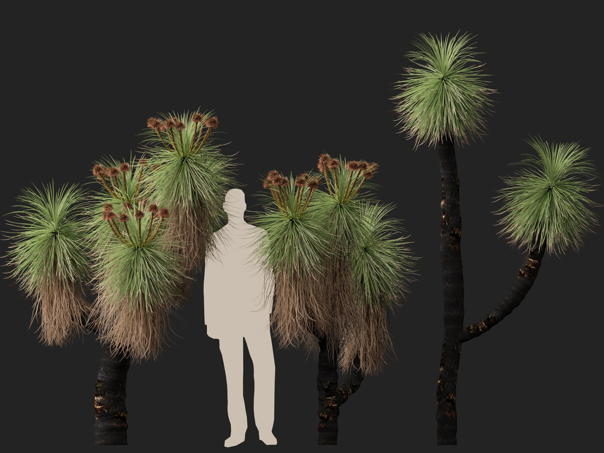 Highpoly - Low Poly - Kingia australis - bullanock Low-poly 3D model_9