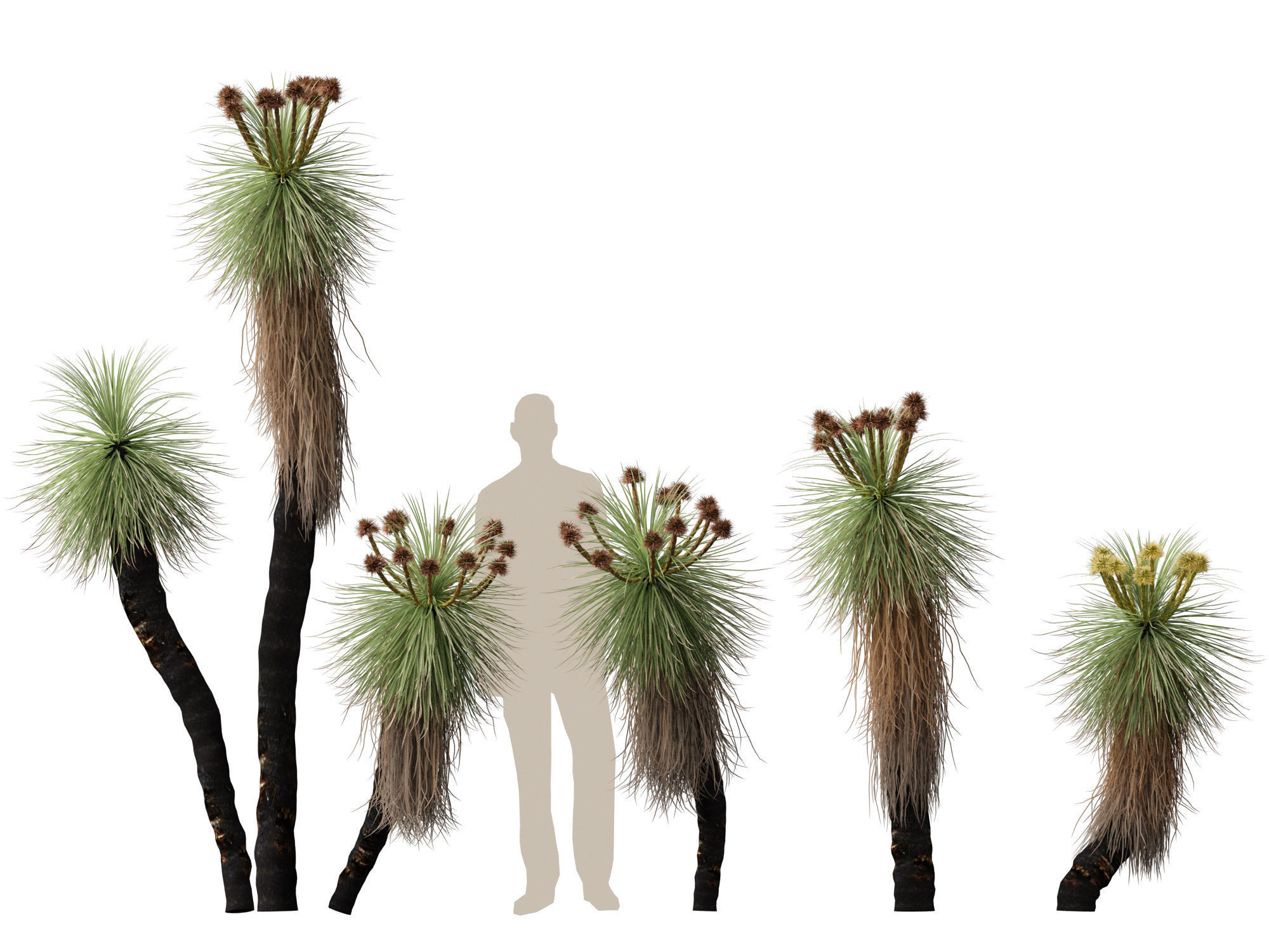 Highpoly - Low Poly - Kingia australis - bullanock Low-poly 3D model_10