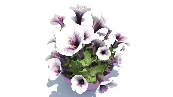 Petunia-summer flower