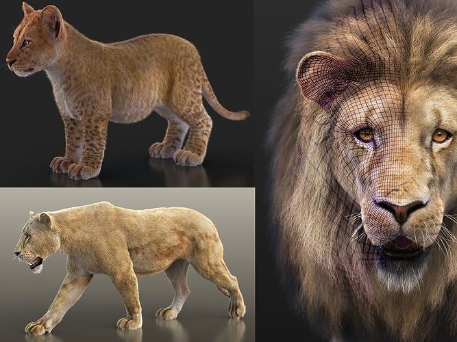 Lions RIG XGEN CORE Bundle 3D Model Collection