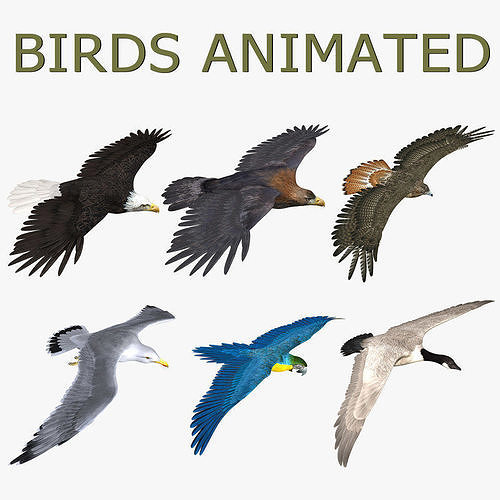 Birds Collection ANIMATED 