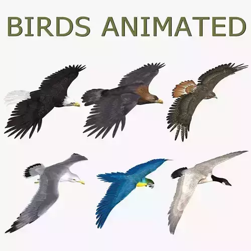 Birds Collection ANIMATED 