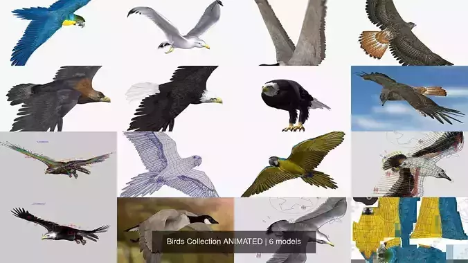 Birds Collection ANIMATED