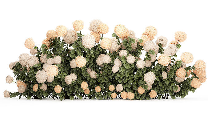 bushes white hydrangea with flowers for the garden 1475 3D model