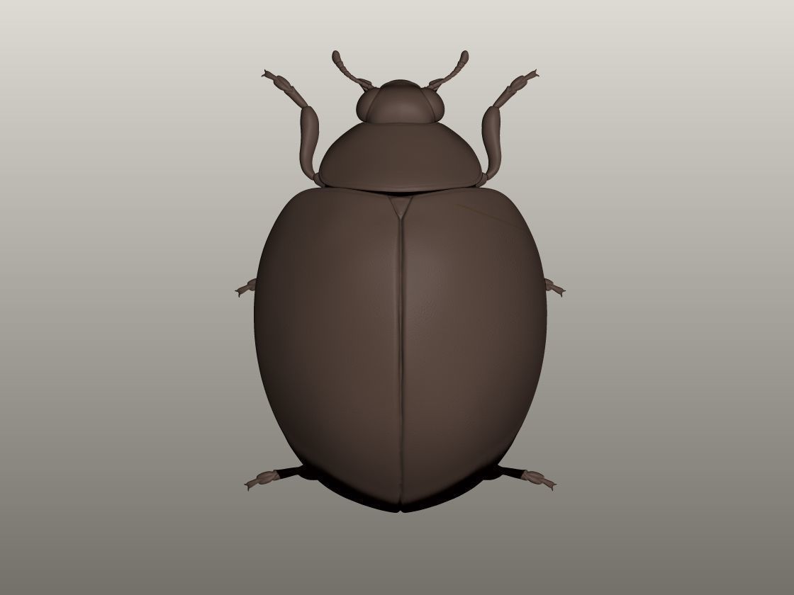 Ladybug 3D Model 3D print model_3