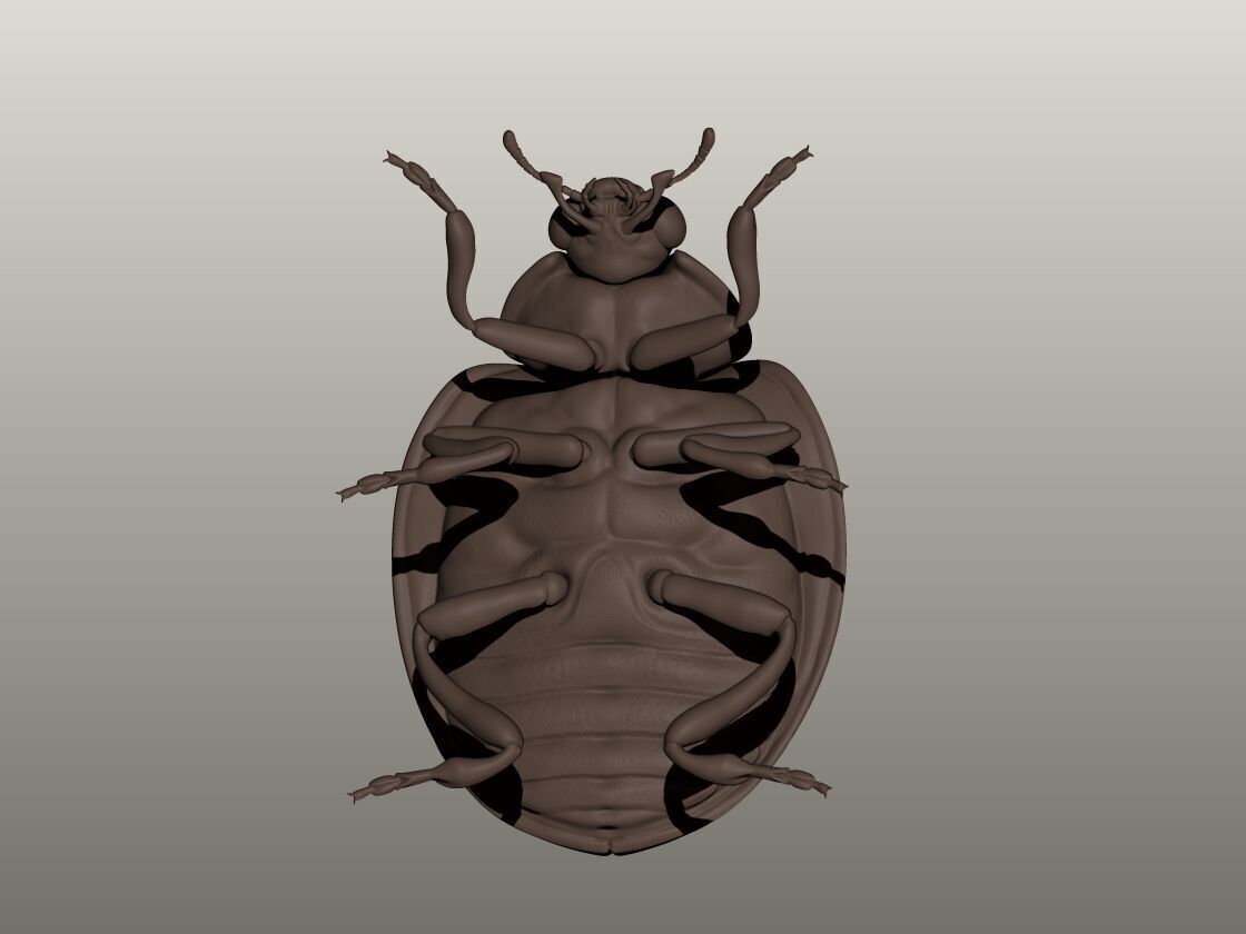 Ladybug 3D Model 3D print model_4