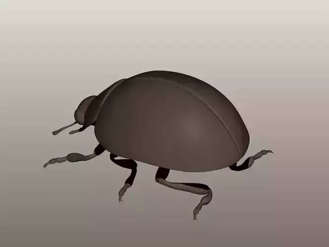 Ladybug 3D Model