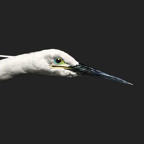 The noble and pure white egret 3D model