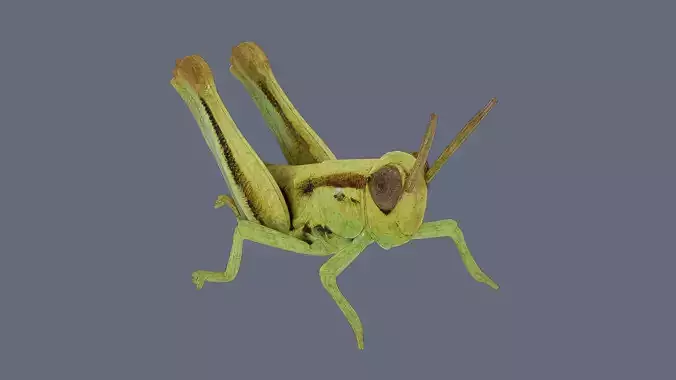 Grasshopper nymph Low-poly 3D model