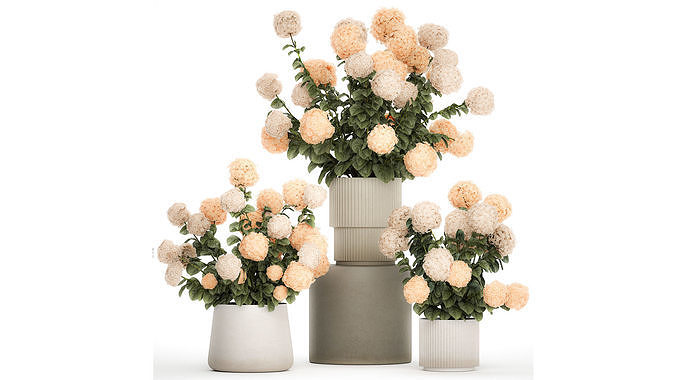 Beautiful Potted Plants Hydrangea Blooming Set 1476 3D model