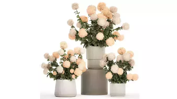 Beautiful Potted Plants Hydrangea Blooming Set 1476 3D model
