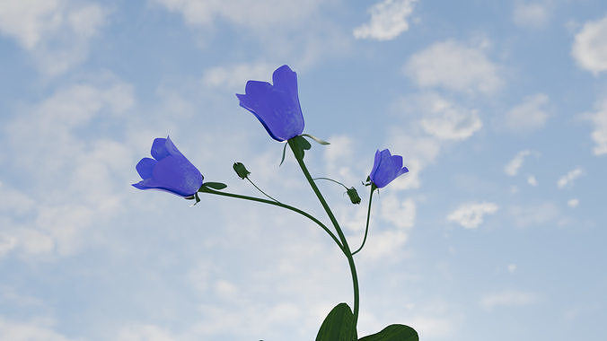 CanterburyBell flower 3D print model