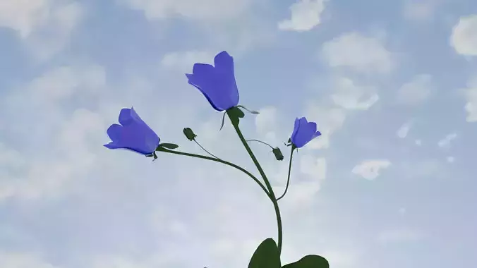 CanterburyBell flower 3D print model