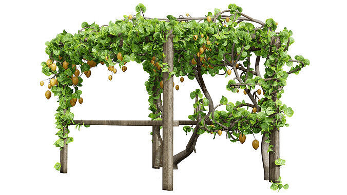 Kiwi Vine 3D Pack Low-poly 3D model