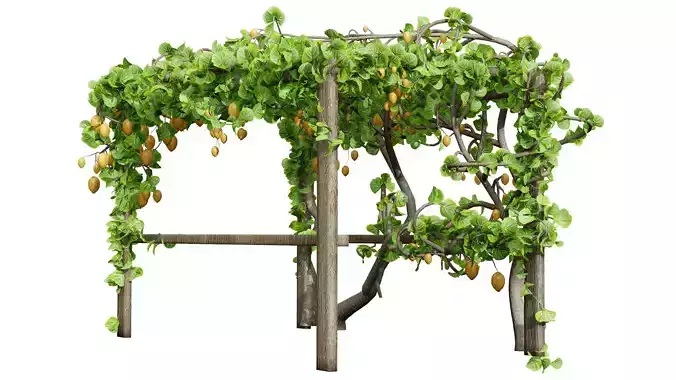 Kiwi Vine 3D Pack Low-poly 3D model