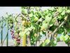 Kiwi Vine 3D Pack Low-poly 3D model_1