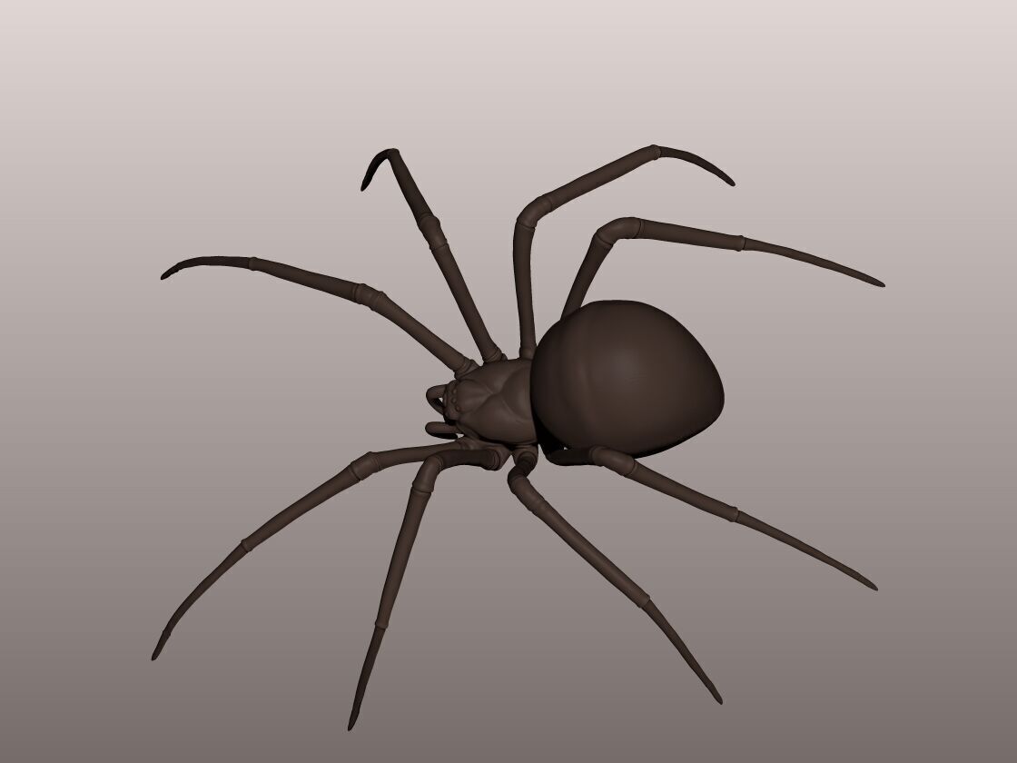 Spider 3D Mode 3D print model_1