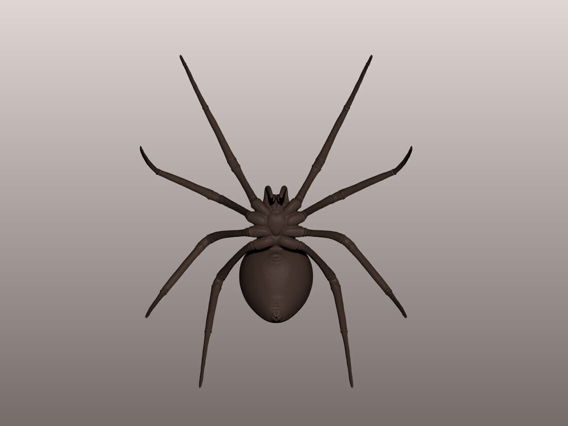 Spider 3D Mode 3D print model_4