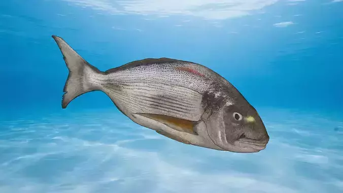 Sea bream fish