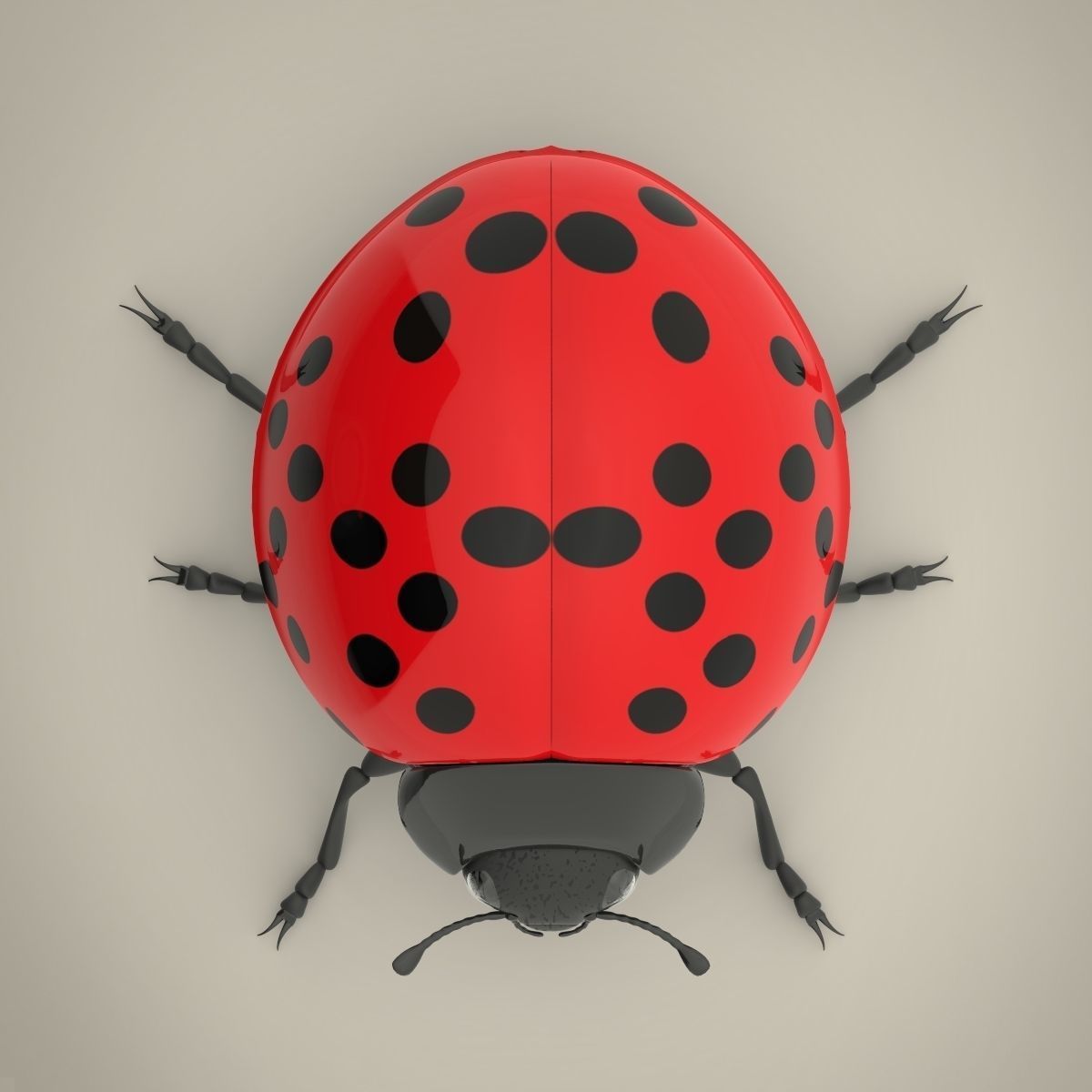 Ladybird ladybug 3D model_6