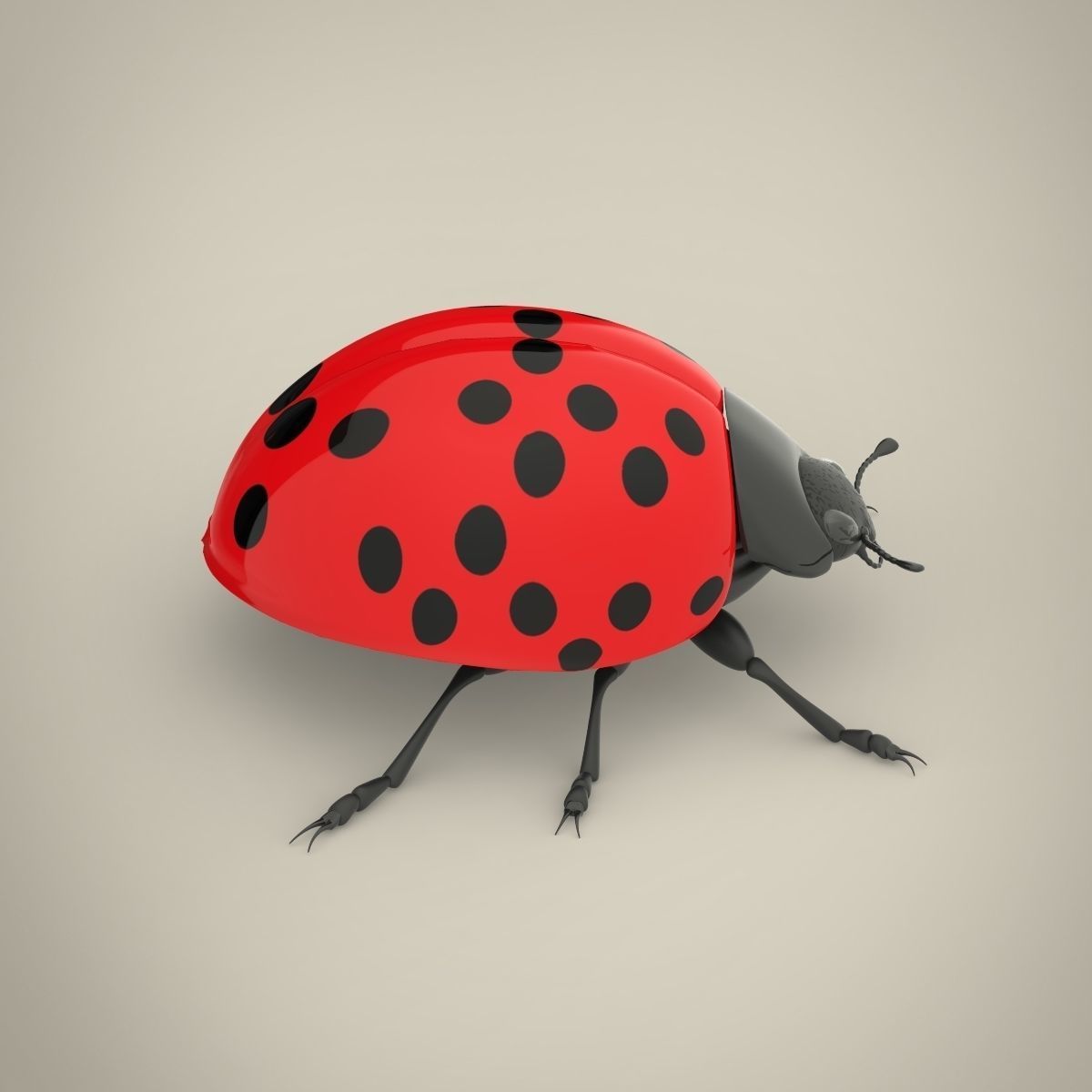 Ladybird ladybug 3D model_1