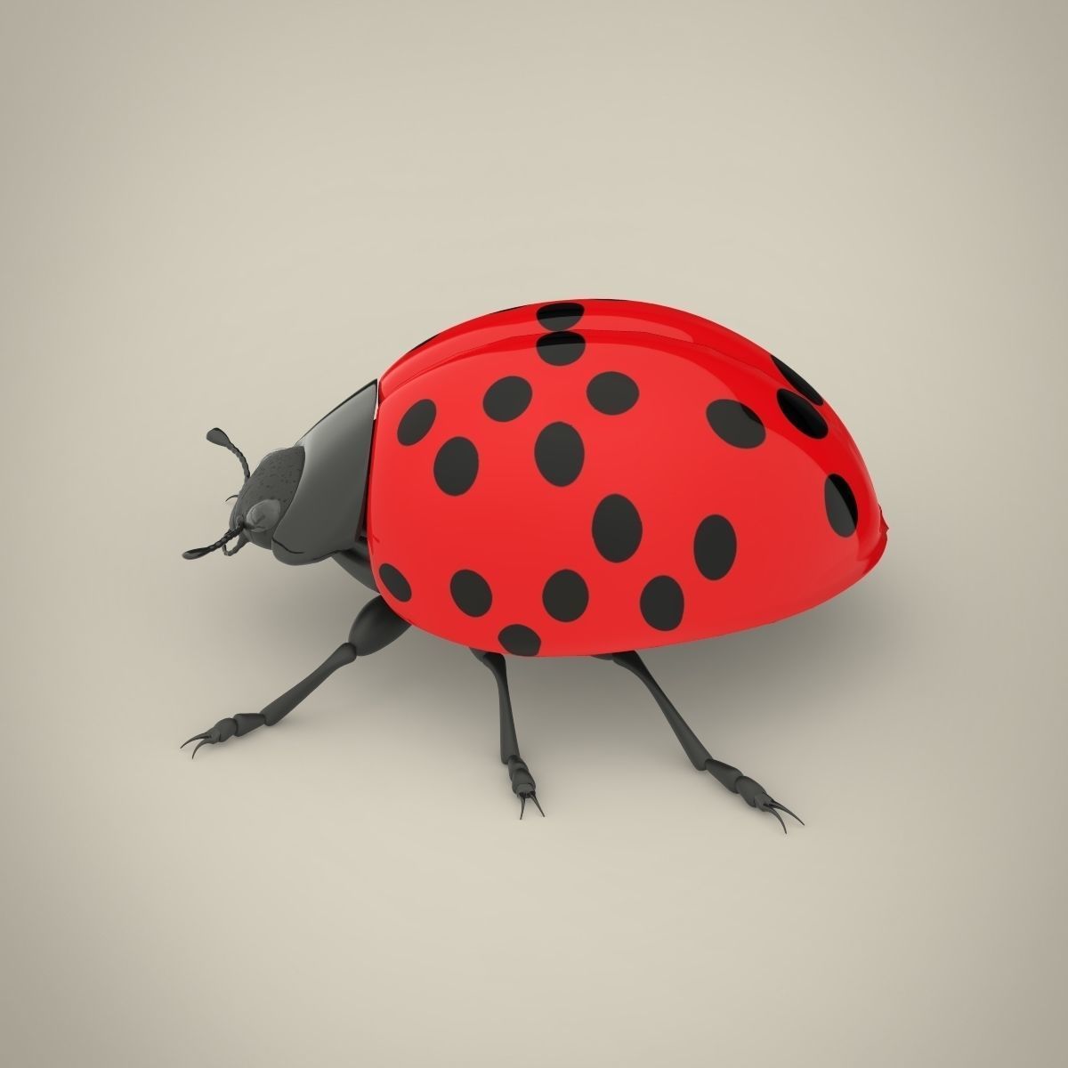 Ladybird ladybug 3D model_2