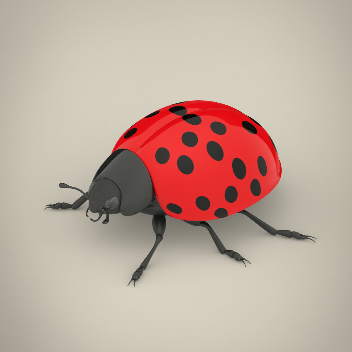 Ladybird ladybug 3D model_7