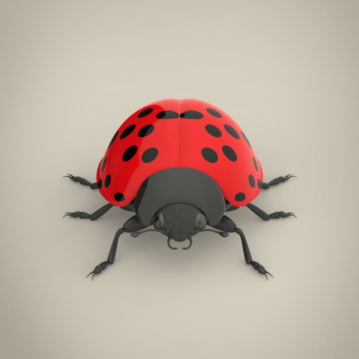 Ladybird ladybug 3D model_8