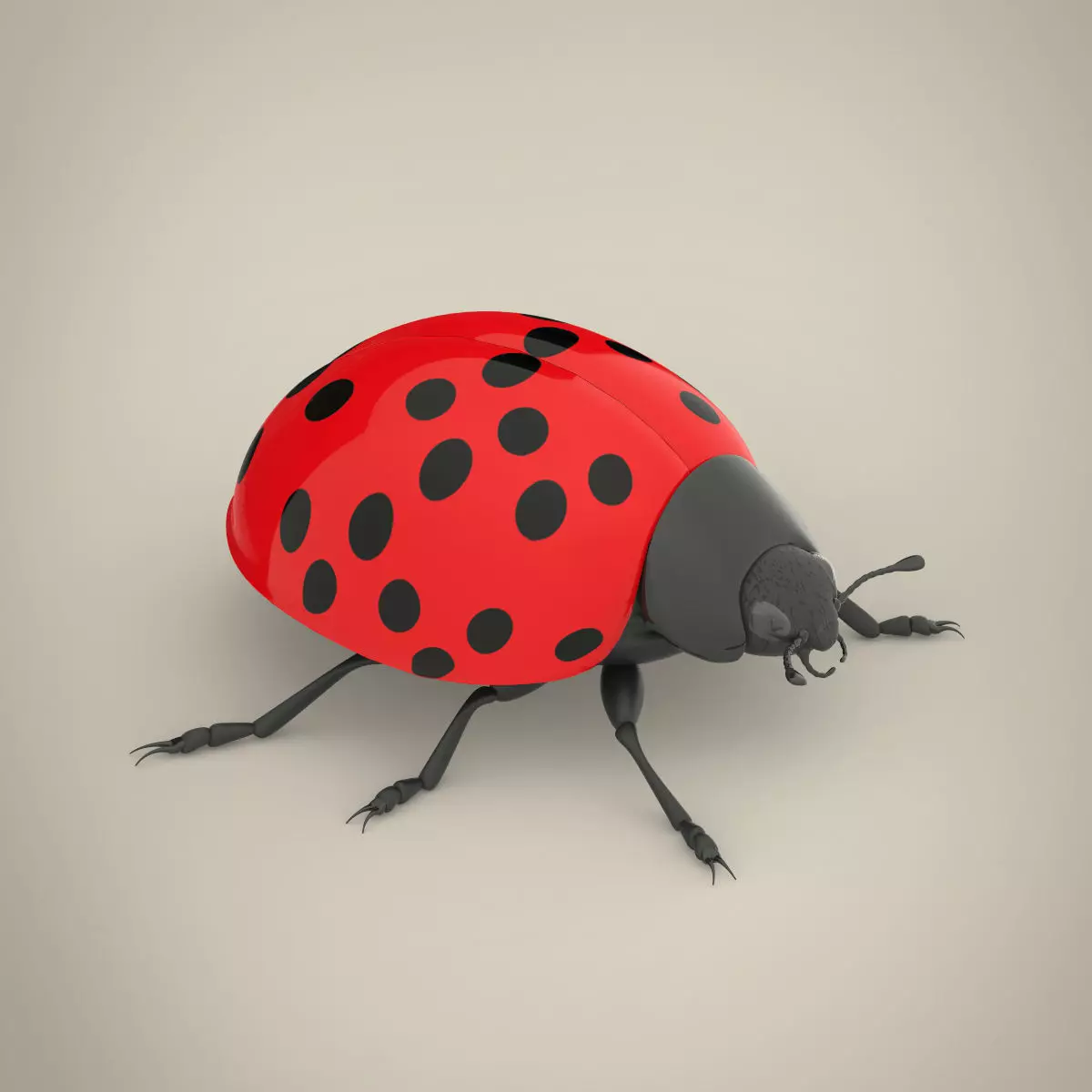 Ladybird ladybug 3D model_0
