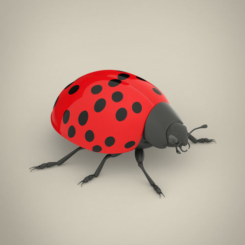 Ladybird ladybug 3D model