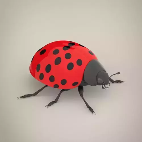 Ladybird ladybug