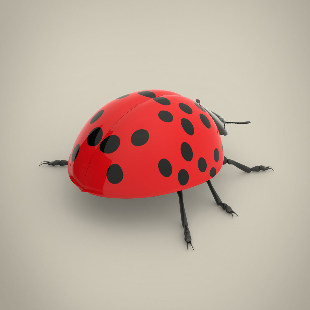 Ladybird ladybug 3D model_4