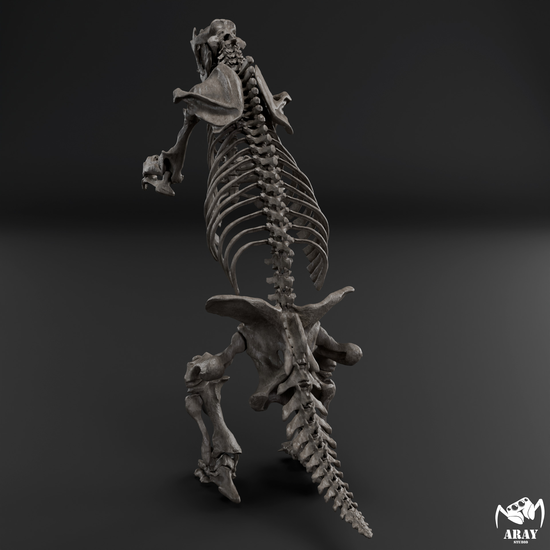 Megatherium americanum - giant ground sloth skeleton 3D print model_5