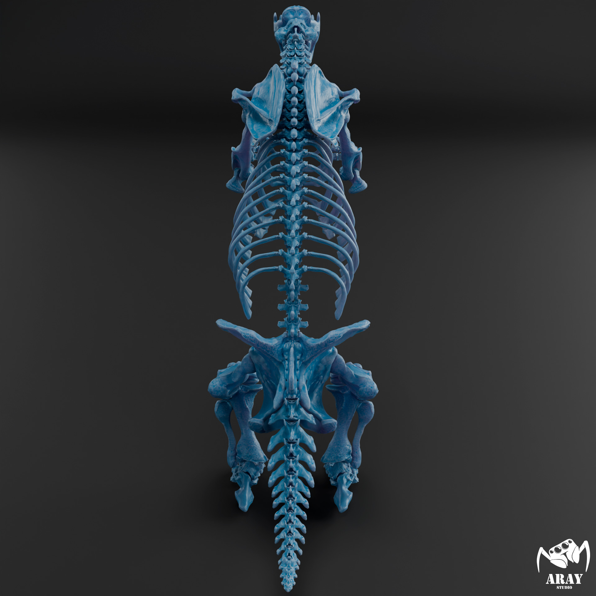 Megatherium americanum - giant ground sloth skeleton 3D print model_13