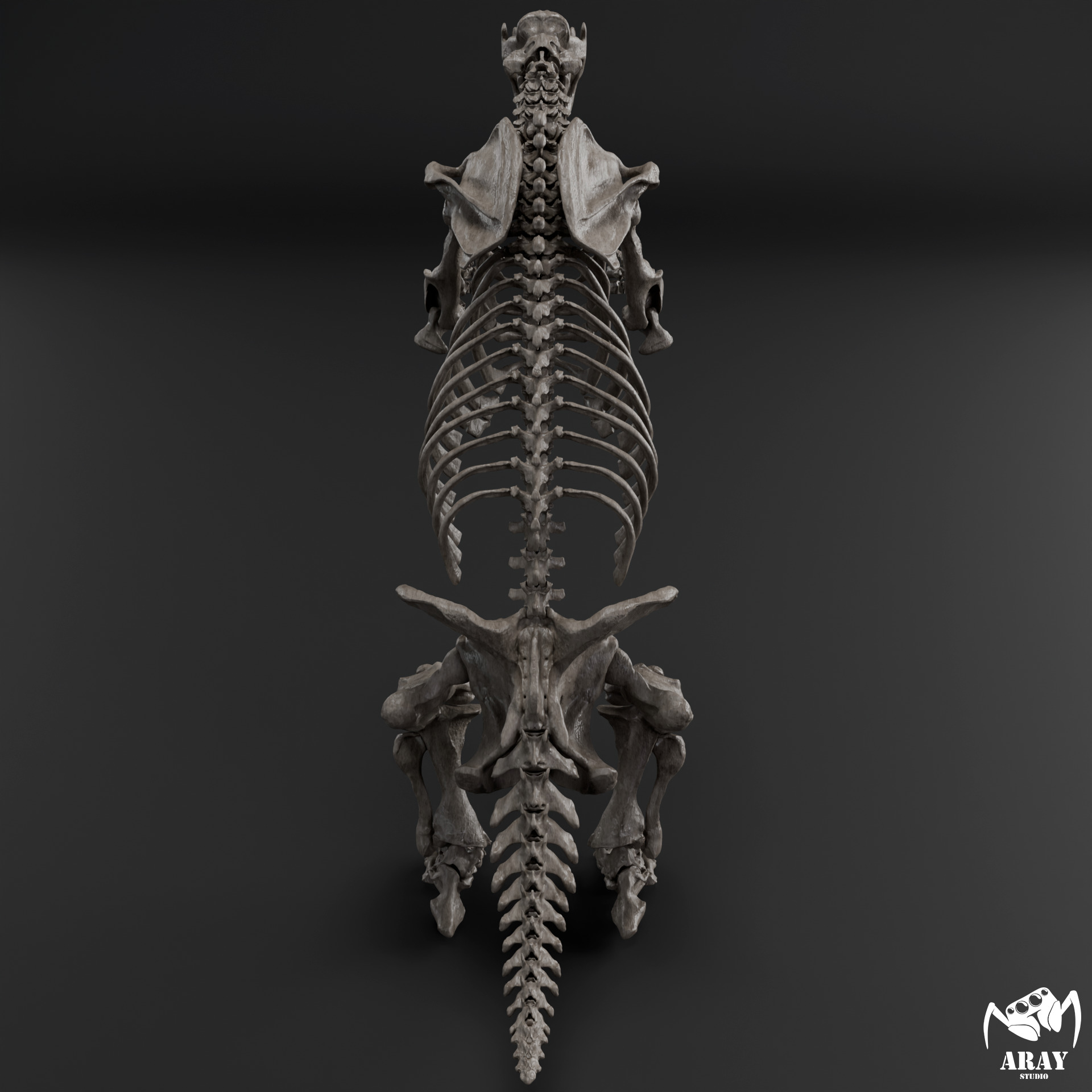 Megatherium americanum - giant ground sloth skeleton 3D print model_6