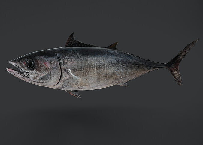 Pacific Pacific Tuna Animated 3D model